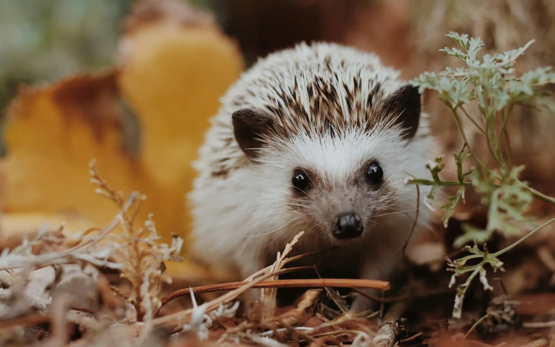 Crotte de Hérisson : Comment les identifier