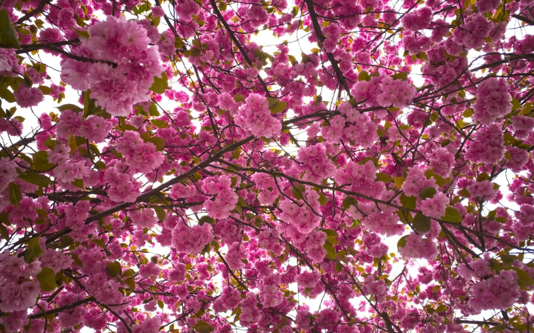 Le cerisier à fleurs : tout ce qu&rsquo;il faut savoir dessus