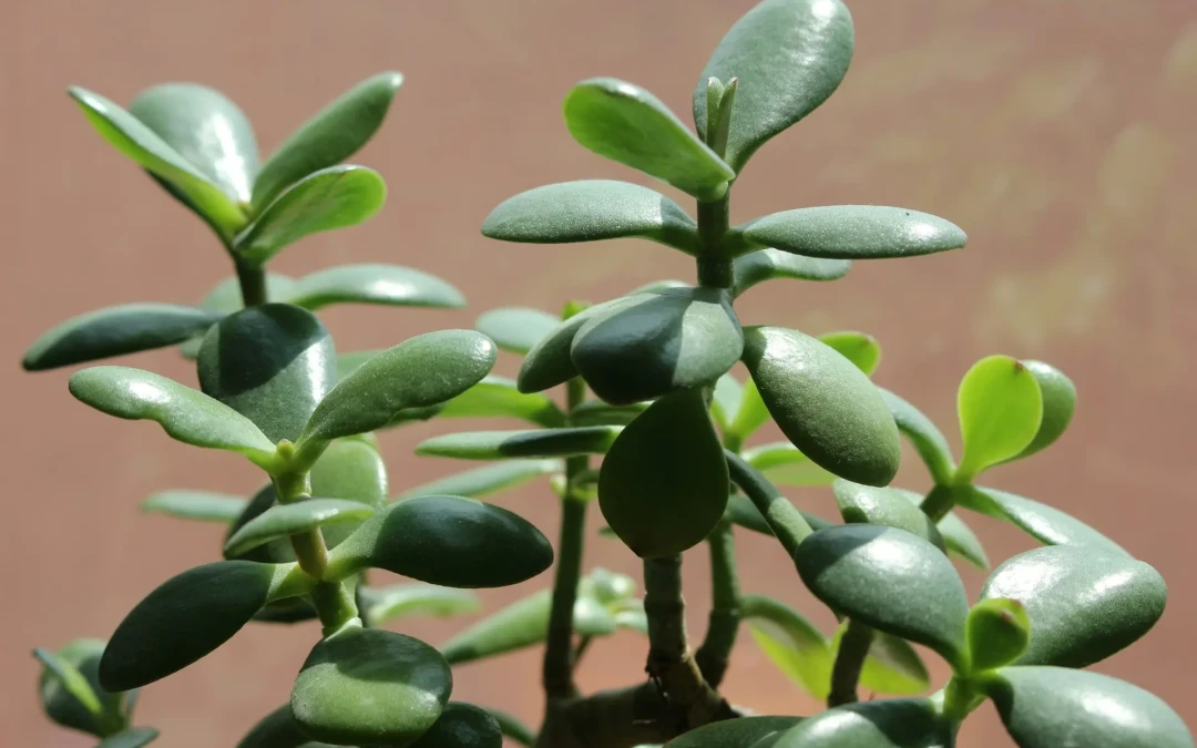 Crassula ovata : guide complet entretien et croissance rapide