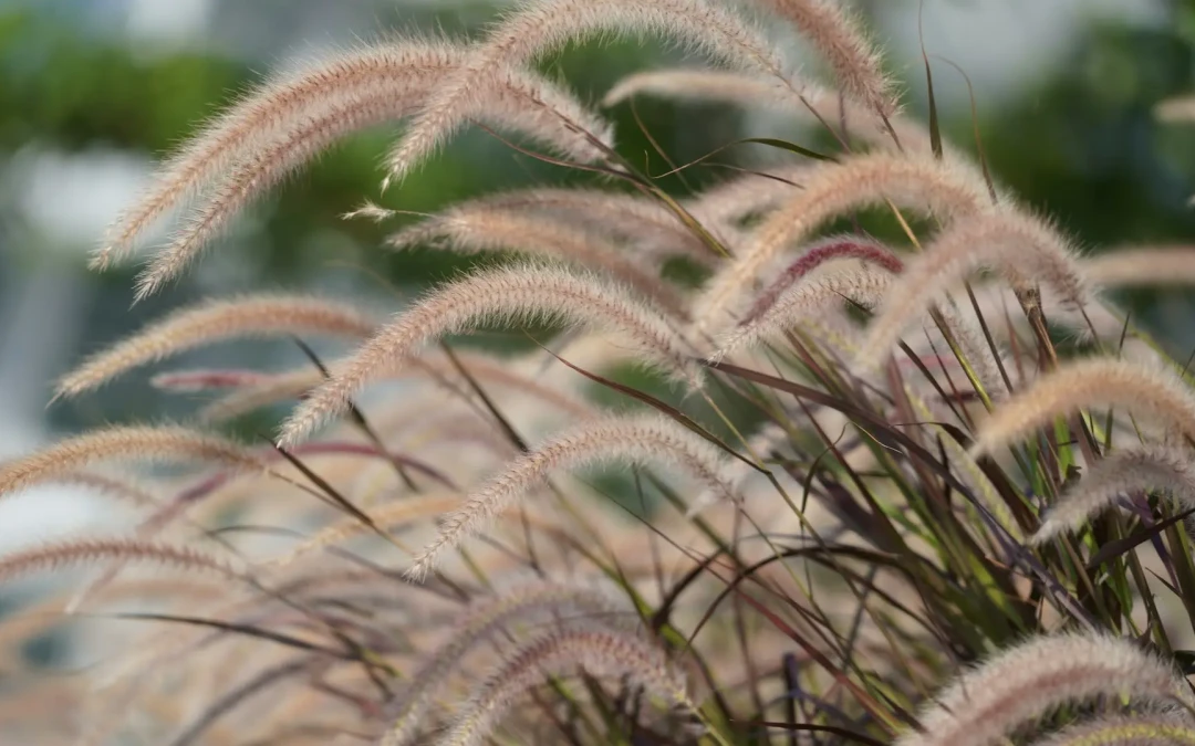 Miscanthus : culture entretien et atouts pour votre jardin