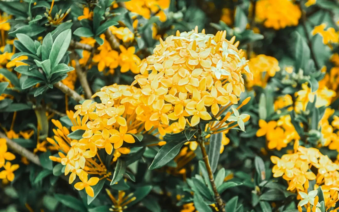 Fleurs jaunes : variétés, significations et conseils jardin
