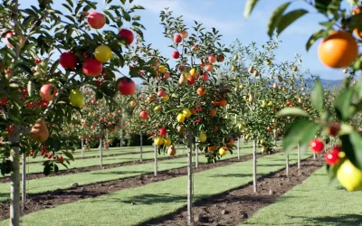 Arbres Fruitiers Nains : Récoltez vos Fruits en Pot ou Jardin
